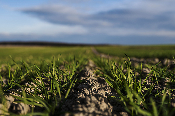 포토 JPG 해외이미지 식물 계절 음식 백그라운드 잎 밭 농업 자연 하늘 새로움 건강 씨앗 풍경 사람없음 초록색 여름 농작물 햇빛 농장 농경지 새싹 환경 흙 봄 성장 시골 신선 낟알 땅 시리얼 밀 유기농 보리 먼지 내추럴 모종 밭일 줄서기 호밀 세련 귀리 해외202004 해외포토 웰빙 산업 컬러 컨셉 모션 곡류 태양 생태계 파일형식 이미지허브