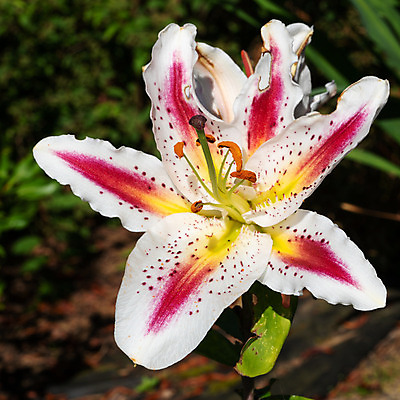 포토 JPG 해외이미지 식물 계절 꽃잎 꽃 꽃무늬 자연 사람없음 야외 여름 환경 정원 성장 벚꽃 신선 개화 백합 생태계 원예 화단 내추럴 영원 해외202004 해외포토 무늬 취미 파일형식 이미지허브