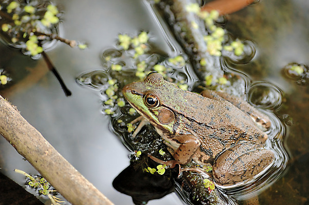 포토 JPG 해외이미지 동물 야생동물 자연 개구리 양서류 사람없음 야외 습지 동물상 해외202004 해외포토 조형물 생태계 파일형식 이미지허브