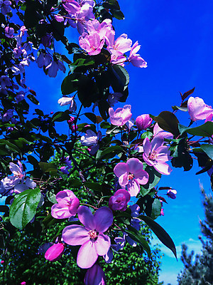 포토 JPG 해외이미지 나무 식물 계절 꽃잎 꽃 분홍색 백그라운드 잎 꽃무늬 봄꽃 자연 하늘 사람없음 야외 장식 여름 파란색 컬러풀 정원 맑음 봄 성장 벚꽃 나뭇가지 신선 개화 사과 과수원 4월 묘사 원예 내추럴 밭일 생태학 해외202004 해외포토 교육 컬러 무늬 농업 과일 날씨 취미 날짜 생태계 파일형식 이미지허브