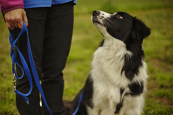 포토 JPG 해외이미지 동물 1 응시 공원 여자 행복 얼굴 백그라운드 포유류 자연 놀이 털 건강 앉기 사람없음 야외 빨간색 초록색 여름 반려동물 갈색 머리 검은색 봄 산책 가을 흰색 개 강아지 작음 송곳니 고립 기르기 유래 해외202004 해외포토 시선 계절 공공시설 감정 컬러 모션 휴식 사람 신체부위 치아 크기 생태계 돌봄 파일형식 이미지허브