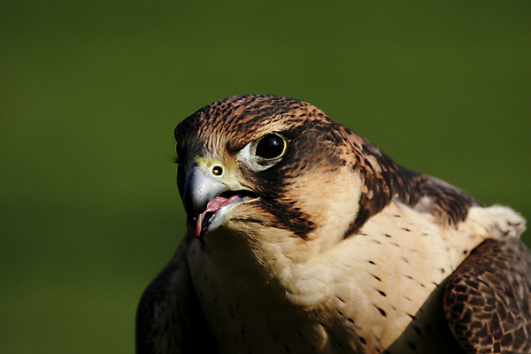 포토 JPG 해외이미지 동물 야생동물 자연 조류 사람없음 갈색 머리 회색 닫기 깃털 부리 계산서 해외202004 해외포토 컬러 모션 신체부위 생태계 파일형식 이미지허브