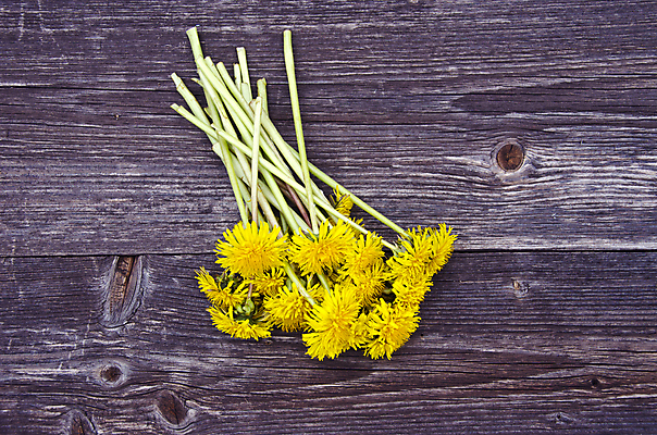 포토 JPG 해외이미지 식물 디자인 계절 꽃 음식 꽃다발 백그라운드 컨셉 꽃무늬 자연 날씨 사람없음 목재 초록색 여름 노란색 봄 샐러드 회색 나뭇가지 시골 거친 민들레 허브 부식 유기농 질감 내추럴 그런지 생태학 옛날 세련 해외202004 해외포토 나무 웰빙 교육 컬러 무늬 재료 생태계 파일형식 이미지허브
