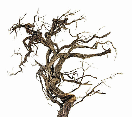 포토 JPG 해외이미지 나무 백그라운드 컨셉 자연 건조 사람없음 목재 장식 세로 회색 흰색 나뭇가지 닫기 고립 생태학 해외202004 해외포토 식물 교육 컬러 재료 모션 생태계 파일형식 이미지허브