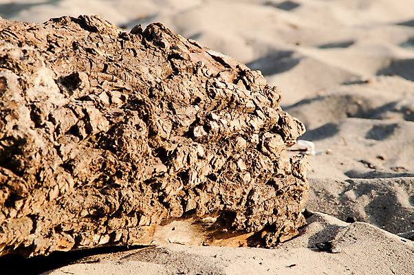 포토 JPG 해외이미지 나무 공원 모래 바다 여행 자연 조류 하늘 표면 추상 휴가 풍경 해변 사람없음 야외 목재 초록색 물 여름 모래사장 태양 성당 문 소나무 황무지 널 숲 큼 부식 질감 함선 통나무 수목 옛날 조난 파멸 해외202004 해외포토 자연요소 식물 동물 계절 공공시설 컬러 컨셉 무늬 배_교통 재료 종교건축 크기 생태계 파일형식 소멸 이미지허브