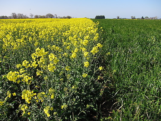 포토 JPG 해외이미지 식물 꽃 농업 자연 하늘 사람없음 파란색 노란색 환경 봄 벚꽃 해외202004 해외포토 계절 산업 컬러 생태계 파일형식 이미지허브