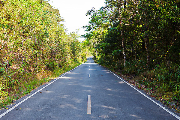 포토 JPG 해외이미지 나무 도로 길 선 여행 잎 교통시설 자연 하늘 산 거리 풍경 사람없음 야외 초록색 운전 흰색 시골 고속도로 숲 아스팔트 방향 방법 해외202004 해외포토 식물 컬러 교통 모션 시설 생태계 파일형식 이미지허브