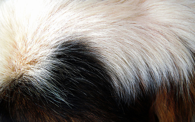 포토 JPG 해외이미지 동물 디자인 옷 조각 백그라운드 겨울 패턴 자연 추상 털 따뜻함 사람없음 장식 갈색 회색 코트 흰색 은색 매끈함 북극 피부 타일 질감 여우 솜털 해외202004 해외포토 계절 컬러 무늬 포유류 신체부위 외투 감각 극지방 생태계 파일형식 이미지허브