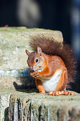 포토 JPG 해외이미지 나무 동물 여자 야생동물 벽 포유류 잉글랜드 사람없음 목재 행운 원주민 보호 설치류 숲 서식지 삼림지대 해외202004 해외포토 식물 컨셉 재료 영국 사람 아프리카인 파일형식 이미지허브
