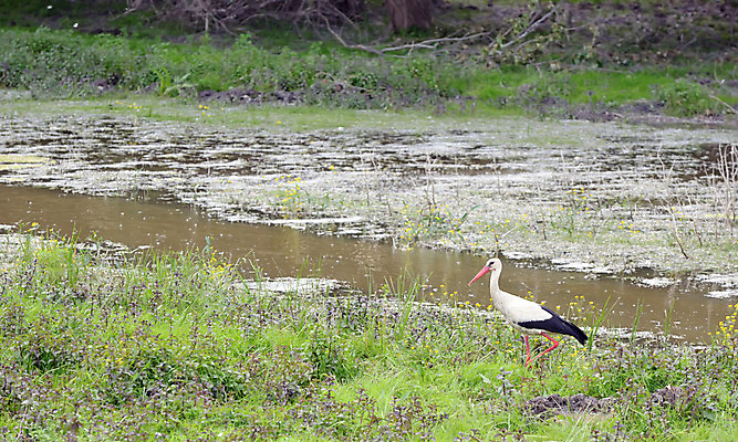 포토 JPG 해외이미지 동물 유럽 호수 야생동물 밭 자연 조류 개구리 서기 사람없음 야외 초록색 물 파란색 반사 봄 자유 흰색 시골 우아함 습지 숲 홍수 심볼 싱글 생태계 사냥 부리 철새 내추럴 고립 동물상 혼자 황새 해외202004 해외포토 자연요소 계절 나라 컬러 컨셉 농업 모션 양서류 조형물 자연재해 파일형식 이미지허브
