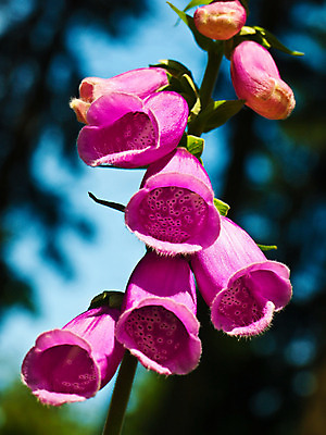 포토 JPG 해외이미지 식물 사람없음 약 하트 독약 테라피 조제 치료제 토닉 해외202004 해외포토 모양 의학 뷰티 만들기 파일형식 이미지허브