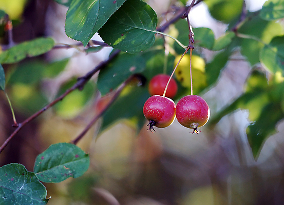 포토 JPG 해외이미지 나무 식물 꽃 음식 분홍색 과일 하늘 사람없음 빨간색 여름 정원 봄 벚꽃 가을 나뭇가지 신선 비교 사과 숲 다발 해외202004 해외포토 계절 컬러 컨셉 파일형식 이미지허브