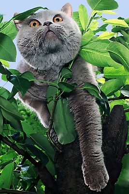 포토 JPG 해외이미지 동물 얼굴 포유류 영국 주택 미술 사람없음 반려동물 고양이 회색 모피 오브젝트 해외202004 해외포토 유럽 컬러 문화예술 건물 신체부위 파일형식 이미지허브