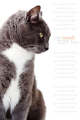 포토 JPG 해외이미지 전신 동물 척추동물 1 응시 포유류 친절 수염 앉기 사람없음 반려동물 고양이 가축 회색 흰색 자르기 호기심 흰배경 고립 관심 카피스페이스 해외202004 해외포토 시선 감정 컬러 백그라운드 컨셉 모션 공백 파일형식 이미지허브