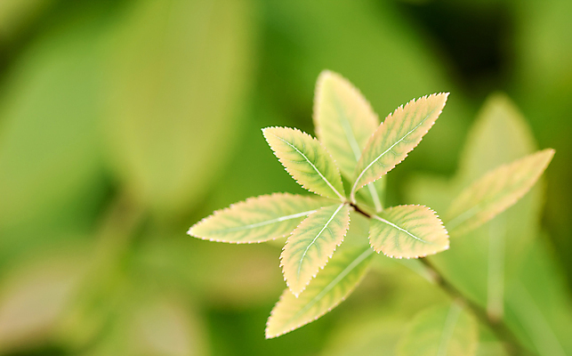 포토 JPG 해외이미지 나무 식물 잎 자연 사람없음 야외 가로 초록색 파란색 빛 햇빛 환경 봄 성장 나뭇가지 신선 숲 유기농 정맥 내추럴 해외202004 해외포토 웰빙 계절 컬러 태양 생태계 혈관 파일형식 이미지허브