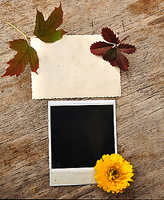 포토 JPG 해외이미지 꽃 종이 낙엽 프레임 사람없음 나뭇결 폴라로이드사진 목업 해외202004 해외포토 식물 잎 폴라로이드 파일형식 이미지허브