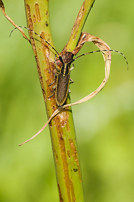포토 JPG 해외이미지 동물 유럽 야생동물 곤충 백그라운드 잎 자연 뿔 안테나 종류 사람없음 정원 봄 벌레 숲 작음 딱정벌레 고립 발톱 해외202004 해외포토 식물 계절 나라 통신 발 크기 생태계 파일형식 이미지허브