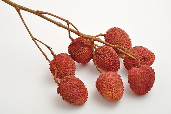 포토 JPG 해외이미지 음식 과일 사람없음 빨간색 나뭇가지 신선 이국적 정물화 해외202004 해외포토 나무 컬러 그림 파일형식 이미지허브