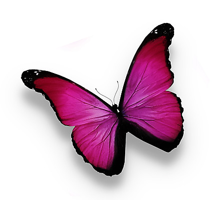 포토 JPG 해외이미지 분홍색 나비 날개 선물 사람없음 여름 빛 컬러풀 검은색 봄 흰색 축하 편지 수집 제비꽃 싱글 내추럴 고립 무료 해외202004 해외포토 계절 꽃 컬러 곤충 컨셉 파일형식 이미지허브