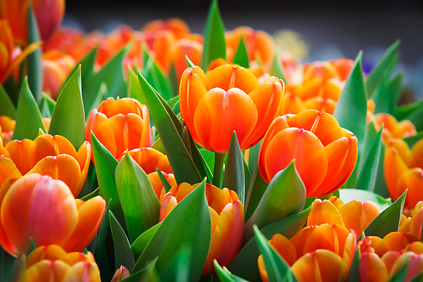 포토 JPG 해외이미지 디자인 외관 꽃 자연 주택 풍경 잔디 사람없음 야외 장식 초록색 여름 평화 정원 침묵 매력적 벚꽃 바위 백합 원예 조경 화단 내추럴 영원 원예사 해외202004 해외포토 식물 직업 계절 컬러 컨셉 취미 건물 소리 돌_바위 생태계 파일형식 이미지허브