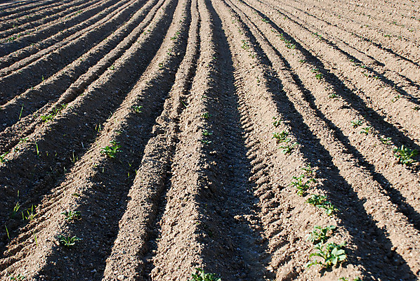 포토 JPG 해외이미지 식물 지구 백그라운드 컨셉 잎 농업 자연 새로움 아이디어 씨앗 경사 사람없음 초록색 새싹 환경 정원 희망 흙 봄 성장 흰색 작음 시작 유기농 원예 뿌리 먼지 개발 고립 돌봄 모종 묘목 세련 해외202004 해외포토 나무 웰빙 계절 감정 산업 컬러 모션 취미 크기 생태계 파일형식 이미지허브