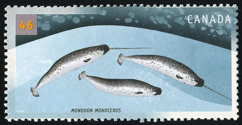 포토 JPG 해외이미지 동물 바다 캐나다 봉투 뿔 3 사람없음 물 머리 수확 골동품 메시지 역사 물개 편지 코 복고 꼬리 엽서 지느러미 북쪽 우표 동물상 옛날 유니콘 해외202004 해외포토 자연요소 북아메리카 농업 포유류 신체부위 조형물 바다동물 방향 파일형식 이미지허브