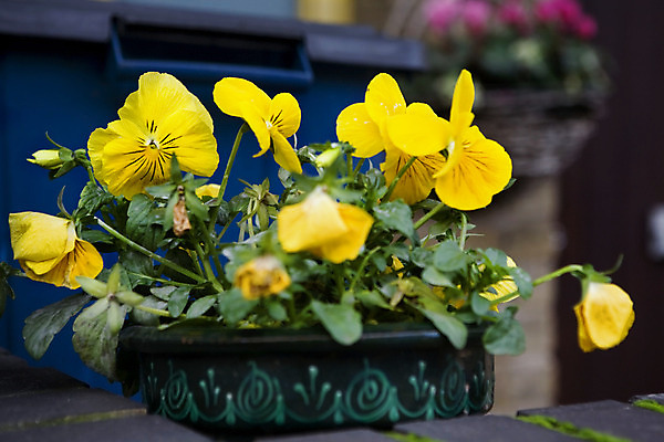 포토 JPG 해외이미지 식물 거리 사람없음 장식 노란색 제비꽃 해외202004 해외포토 꽃 컬러 파일형식 이미지허브