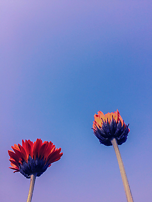 포토 JPG 해외이미지 식물 계절 꽃잎 꽃 백그라운드 꽃무늬 밭 오렌지 자연 기술 건강 사람없음 초록색 여름 컬러풀 약 노란색 머리 정원 봄 성장 벚꽃 신선 개화 소프트포커스 허브 오브젝트 만족 유기농 아로마테라피 내추럴 금잔화 해외202004 해외포토 웰빙 감정 컬러 무늬 농업 과일 의학 촬영기법 신체부위 생태계 테라피 파일형식 이미지허브