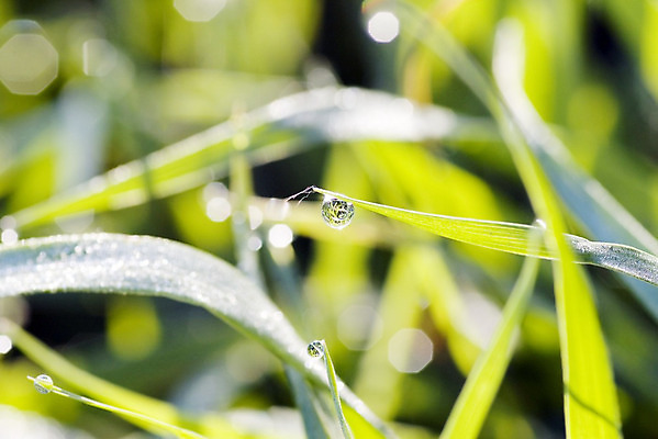 포토 JPG 해외이미지 식물 공원 백그라운드 잎 밭 자연 사람없음 야외 초록색 물 여름 태양 반사 환경 정원 맑음 봄 활발 젖음 성장 물방울 시골 신선 액체 칼날 떨어짐 보호 이슬 빗방울 순수 묘사 내추럴 강렬 깊이 생태학 그리너리 해외202004 해외포토 자연요소 계절 공공시설 교육 컬러 컨셉 농업 날씨 비_날씨 생태계 파일형식 트랜드컬러 이미지허브