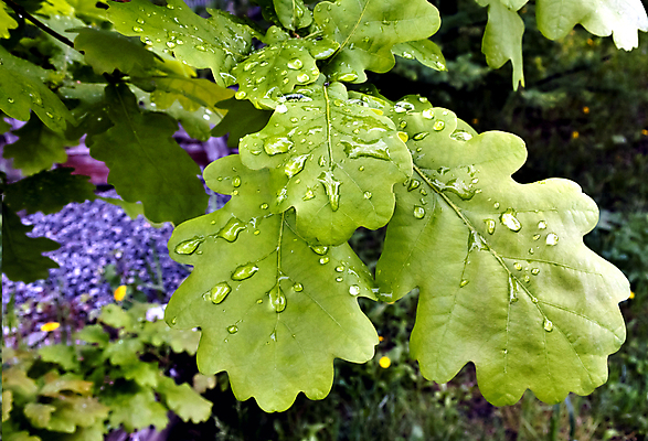 포토 JPG 해외이미지 나무 식물 계절 잎 자연 새로움 사람없음 야외 초록색 물 봄 젖음 성장 물방울 나뭇가지 신생아 신선 액체 떨어짐 수분 빗방울 묘사 유기농 부드러움 리빙 내추럴 해외202004 해외포토 자연요소 웰빙 컬러 컨셉 아기 감각 비_날씨 생태계 파일형식 이미지허브