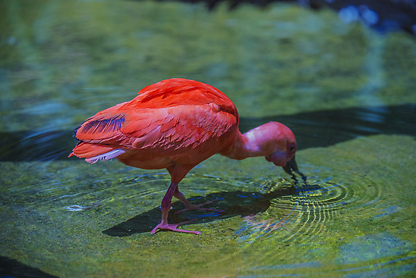 포토 JPG 해외이미지 동물 척추동물 야생동물 날개 오렌지 자연 조류 생물 사람없음 야외 옆모습 빨간색 물 컬러풀 환경 미국 닫기 깃털 부리 슛 진홍색 남쪽 고립 이국적 해외202004 해외포토 자연요소 뷰포인트 컬러 북아메리카 과일 모션 방향 생태계 파일형식 이미지허브