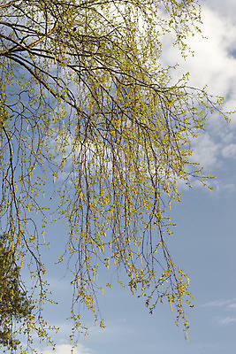 포토 JPG 해외이미지 나무 구름 공원 잎 자연 하늘 새로움 사람없음 야외 초록색 파란색 맑음 봄 흰색 나뭇가지 숲 자작나무 해외202004 해외포토 자연요소 식물 계절 공공시설 컬러 컨셉 날씨 생태계 파일형식 이미지허브