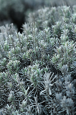 포토 JPG 해외이미지 사람없음 초록색 맑음 봄 나뭇가지 속도 산등성이 라벤더 해외202004 해외포토 나무 계절 꽃 컬러 날씨 산 허브 파일형식 이미지허브