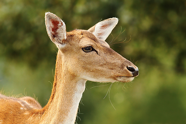 포토 JPG 해외이미지 동물 계절 공원 여자 얼굴 야생동물 백그라운드 밭 포유류 자연 털 성인 사람없음 야외 초록색 여름 컬러풀 갈색 머리 환경 시골 점 황무지 숲 생물학 사냥 귀 공터 내추럴 송아지 동물상 아기사슴 암사슴 반추동물 해외202004 해외포토 공공시설 교육 새끼 컬러 농업 사슴 사람 신체부위 조형물 소 암컷 생태계 파일형식 이미지허브