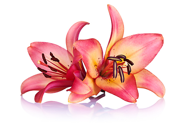 포토 JPG 해외이미지 식물 꽃잎 꽃 분홍색 꽃다발 백그라운드 2 꽃무늬 자연 사람없음 초록색 여름 보라색 봄 벚꽃 흰색 축하 신선 우아함 백합 제비꽃 묘사 냄새 고립 해외202004 해외포토 계절 컬러 컨셉 무늬 생태계 파일형식 이미지허브