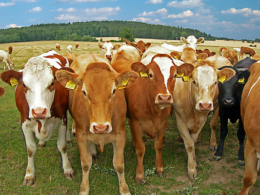 포토 JPG 해외이미지 나무 동물 구름 음식 밭 농업 자연 하늘 풍경 잔디 사람없음 야외 초록색 여름 파란색 태양 농장 검은색 소고기 우유 흰색 시골 그룹 소 닫기 군중 호기심 젖 많음 수평선 목가 해외202004 해외포토 자연요소 식물 계절 감정 산업 컬러 컨셉 포유류 모션 유제품 육류 사람 생태계 파일형식 이미지허브