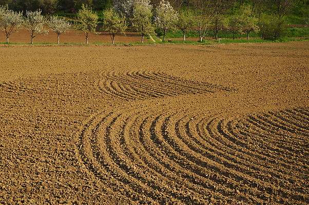 포토 JPG 해외이미지 나무 계절 꽃 밭 농업 포장 자연 씨앗 풍경 사람없음 야외 농장 농경지 환경 봄 성장 벚꽃 시골 땅 만취 줄서기 세련 해외202004 해외포토 식물 산업 모션 생태계 술취함 파일형식 이미지허브