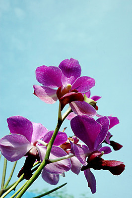 포토 JPG 해외이미지 식물 디자인 꽃잎 꽃 줄기 꽃다발 백그라운드 잎 꽃무늬 자연 추상 휴가 새로움 이벤트 사람없음 장식 새싹 환경 정원 보라색 스파 화목 봄 성장 벚꽃 흰색 나뭇가지 난초 우아함 허브 제비꽃 심볼 묘사 싱글 보케 내추럴 고립 모종 처음 해외202004 해외포토 나무 계절 컬러 컨셉 무늬 생태계 파일형식 이미지허브