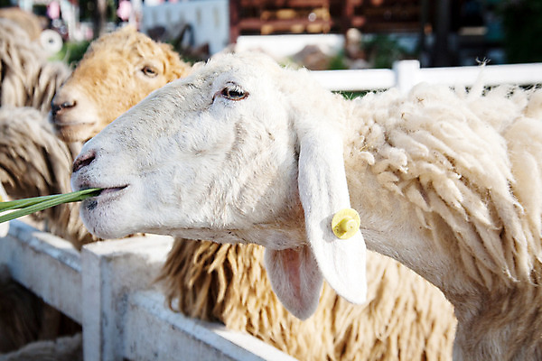 포토 JPG 해외이미지 동물 응시 농업 포유류 하늘 밥 건조 육류 사람없음 야외 초록색 농장 평화 맑음 가축 봄 흰색 시골 신선 양 양치기 군중 밀짚 양모 땅바닥 밭일 해외202004 해외포토 직업 시선 계절 산업 음식 컬러 컨셉 식재료 날씨 바닥 사람 직물 짚 파일형식 이미지허브