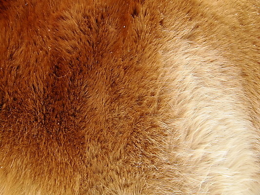 포토 JPG 해외이미지 동물 백그라운드 오렌지 털 사람없음 덮개 피부 질감 해외202004 해외포토 과일 신체부위 뚜껑 파일형식 이미지허브