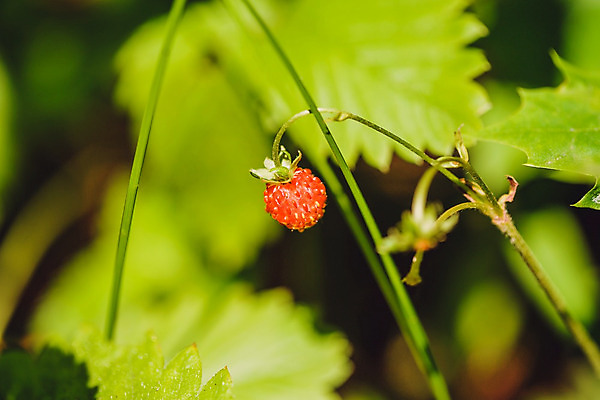 포토 JPG 해외이미지 식물 계절 열매 음식 줄기 백그라운드 잎 다이어트 과일 자연 딸기 디저트 건강 사람없음 야외 빨간색 초록색 태양 정원 성장 신선 달콤 맛 소프트포커스 숲 작음 먹기 유기농 날것 내추럴 라트비아 숙성 해외202004 해외포토 자연요소 웰빙 컬러 컨셉 모션 촬영기법 북유럽 크기 생태계 파일형식 이미지허브