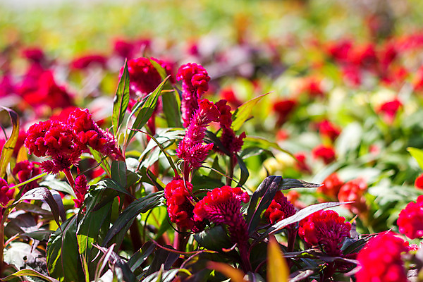 포토 JPG 해외이미지 식물 꽃잎 꽃 분홍색 백그라운드 잎 꽃무늬 자연 사랑 사람없음 야외 초록색 여름 컬러풀 정원 봄 활발 신선 제비꽃 향수 순수 묘사 원예 서식 생물학 엽서 초대 갈기 내추럴 창백 이국적 파스텔톤 벨벳 완전 해외202004 해외포토 계절 교육 감정 컬러 컨셉 무늬 취미 화장품 실크 편지 생태계 파일형식 이미지허브
