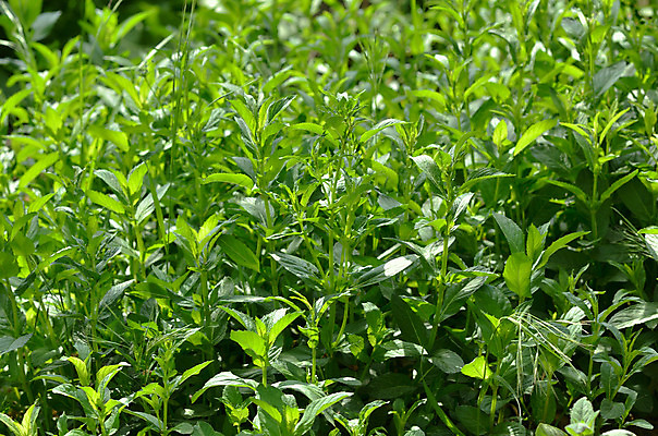 포토 JPG 해외이미지 나무 식물 템플릿 디자인 백그라운드 잎 패턴 자연 건강 미술 사람없음 야외 목재 초록색 물 빛 환경 정원 봄 성장 하트 신선 떨어짐 숲 작음 유기농 질감 내추럴 인공 많음 해외202004 해외포토 자연요소 모양 웰빙 계절 컬러 컨셉 무늬 재료 문화예술 크기 생태계 파일형식 이미지허브