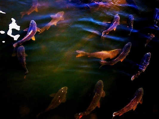 포토 JPG 해외이미지 동물 야생동물 자연 저울 어류 사람없음 야외 초록색 물 환경 수중 수영 놀람 거품 잡초 그룹 해조류 우아함 보호 지느러미 내추럴 깊이 웅장함 해외202004 해외포토 자연요소 식물 감정 컬러 컨셉 표정 수중동물 수상스포츠 해양식물 생태계 파일형식 이미지허브