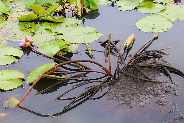 포토 JPG 해외이미지 식물 공원 꽃잎 꽃 아시아 호수 분홍색 백그라운드 잎 꽃무늬 자연 표면 동양인 사람없음 야외 초록색 물 빛 햇빛 반사 정원 보라색 봄 벚꽃 흰색 연못 개화 싱글 내추럴 해외202004 해외포토 자연요소 계절 공공시설 나라 컬러 무늬 인종 태양 생태계 파일형식 이미지허브