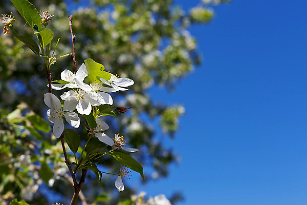 포토 JPG 해외이미지 나무 식물 계절 꽃잎 꽃 음식 분홍색 백그라운드 잎 꽃무늬 패턴 자연 새로움 사람없음 야외 장식 초록색 여름 파란색 정원 맑음 봄 성장 벚꽃 흰색 나뭇가지 신선 개화 닫기 사과 과수원 묘사 원예 아로마 내추럴 꽃수술 해외202004 해외포토 컬러 컨셉 무늬 농업 과일 모션 날씨 취미 생태계 파일형식 이미지허브