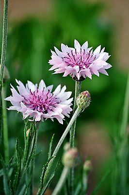포토 JPG 해외이미지 식물 꽃 분홍색 꽃다발 여행 겨울 가족 자연 따뜻함 사랑 사람없음 야외 초록색 햇빛 바구니 정원 광선 흰색 신선 개화 폭발 허브 제비꽃 냄새 꽃가루 북쪽 겹침 해외202004 해외포토 계절 감정 컬러 관계 태양 가루 방향 생태계 파일형식 이미지허브