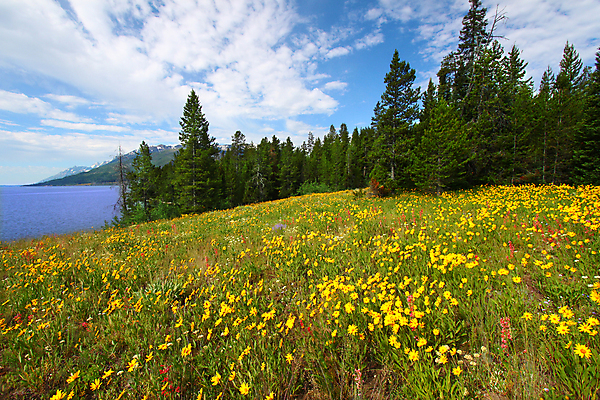 포토 JPG 해외이미지 나무 식물 공원 꽃 호수 여행 밭 자연 산 풍경 사람없음 야외 물 빛 환경 미국 소나무 황무지 숲 장면 서식지 내추럴 생태학 와이오밍 전국 해외202004 해외포토 자연요소 공공시설 교육 북아메리카 농업 생태계 파일형식 이미지허브