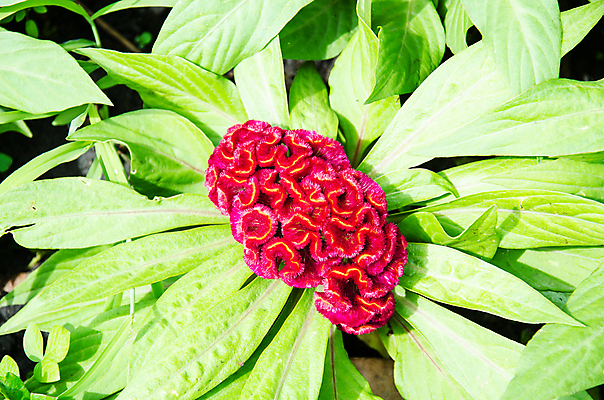 포토 JPG 해외이미지 식물 꽃잎 꽃 잎 농업 자연 발렌타인데이 사랑 사람없음 빨간색 초록색 활발 신선 순수 원예 서식 생물학 내추럴 완전 해외202004 해외포토 교육 감정 산업 컬러 컨셉 데이이벤트 취미 생태계 파일형식 이미지허브