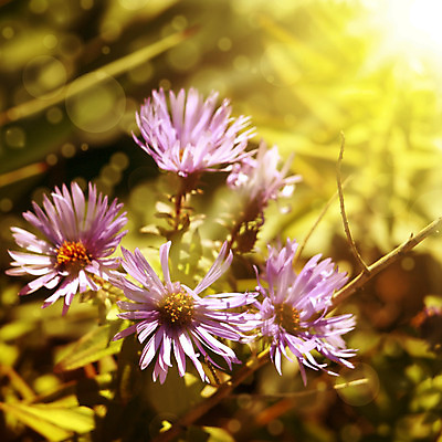 포토 JPG 해외이미지 식물 꽃 분홍색 꽃다발 백그라운드 꽃무늬 밭 자연 추상 사람없음 여름 햇빛 태양 정원 맑음 보라색 봄 벚꽃 해외202004 해외포토 자연요소 계절 컬러 무늬 농업 날씨 생태계 파일형식 이미지허브